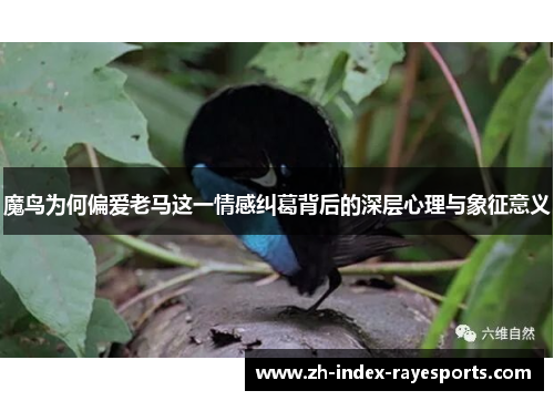 魔鸟为何偏爱老马这一情感纠葛背后的深层心理与象征意义